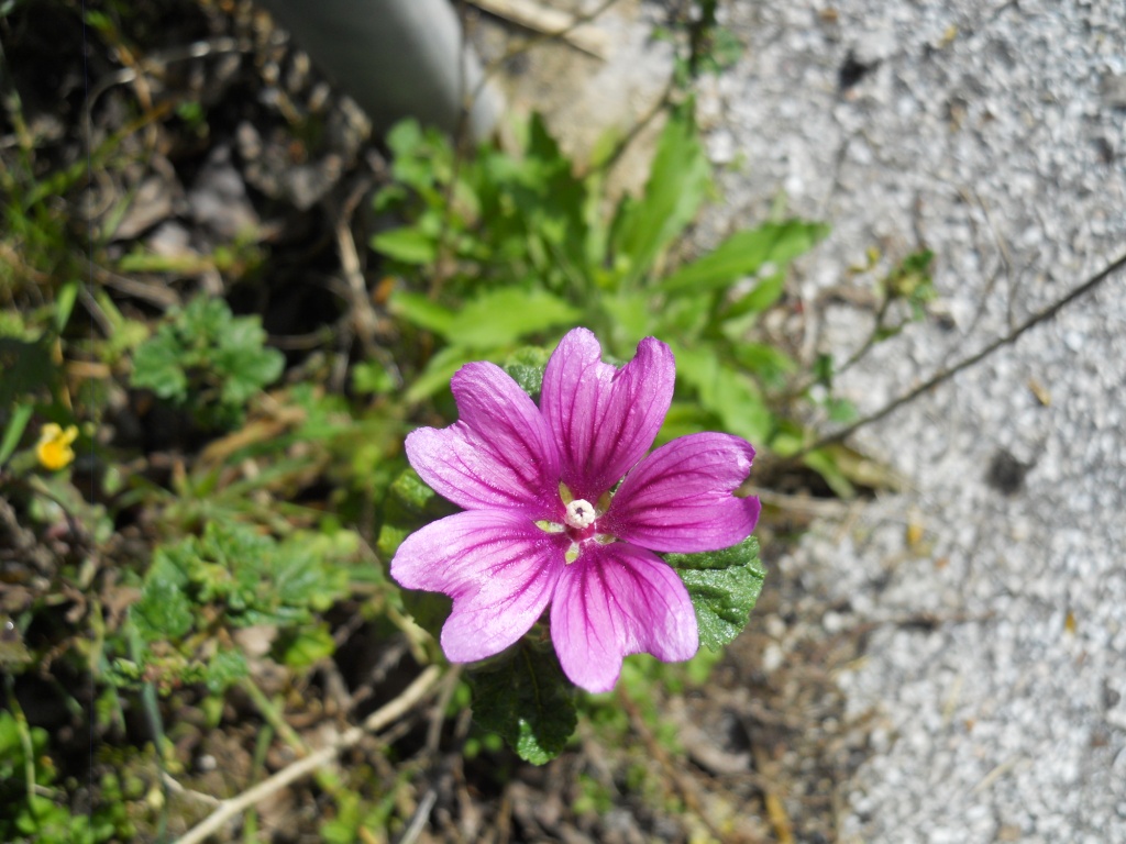Geranium? no, Malva sp.